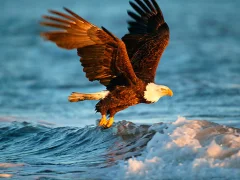 لعبة Animals Jigsaw Puzzle Eagle على الانترنت