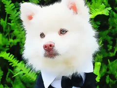 لعبة Funny Baby Animals على الانترنت