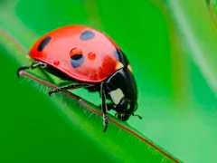 لعبة Ladybug Match3 على الانترنت