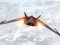 لعبة Star Fighter 3D على الانترنت
