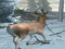 لعبة Forest Hunter على الانترنت