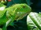 لعبة Wild Iguana على الانترنت