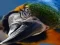 لعبة Bird Jigsaw على الانترنت