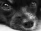 لعبة Dog Jigsaw على الانترنت