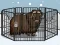 لعبة Rescue The Musk Ox على الانترنت