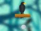 لعبة Crow Smasher على الانترنت