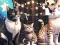 لعبة Jigsaw Puzzle: Singing Cat على الانترنت