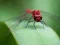 لعبة Dragon Fly Jigsaw على الانترنت
