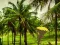 لعبة Escape From Coconut Land على الانترنت