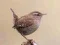 لعبة BirdLingo على الانترنت