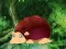 لعبة Cat King Escape على الانترنت