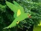 لعبة Parrot Find The Nest على الانترنت