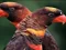 لعبة Orange Parrot Jigsaw على الانترنت