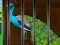 لعبة Liberate the Caged Beauty على الانترنت