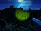 لعبة Shadowed Survival Zombie Invasion على الانترنت