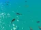لعبة Hungry Shark Hunt على الانترنت