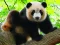 لعبة Cute Baby Panda على الانترنت