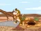 لعبة Barren Owl Escape على الانترنت