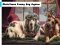 لعبة Christmas funny dog puzzle على الانترنت