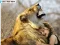 لعبة Lion And Girl Jigsaw على الانترنت