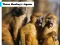 لعبة Three Monkey's Jigsaw على الانترنت