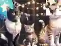 لعبة Jigsaw Puzzle: Singing Cat على الانترنت