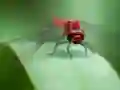 لعبة Dragon Fly Jigsaw على الانترنت