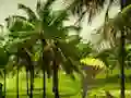 لعبة Escape From Coconut Land على الانترنت