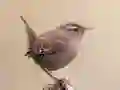 لعبة BirdLingo على الانترنت