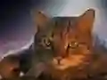 لعبة Pet Jigsaw على الانترنت