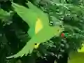 لعبة Parrot Find The Nest على الانترنت