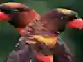 لعبة Orange Parrot Jigsaw على الانترنت