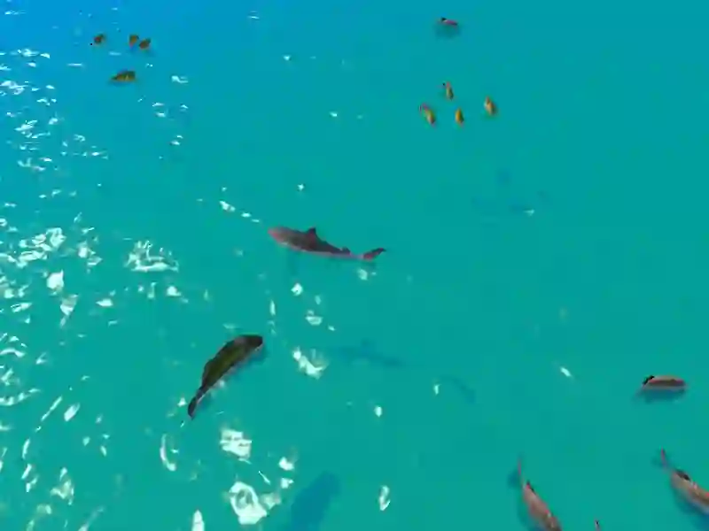لعبة Hungry Shark Hunt على الانترنت
