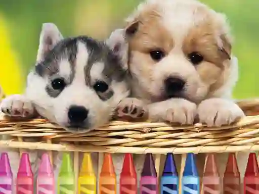 لعبة 4GameGround Puppy Coloring على الانترنت