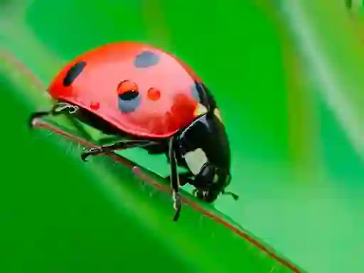 لعبة Ladybug Match3 على الانترنت